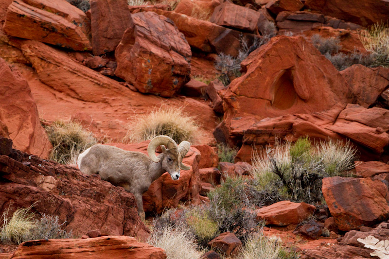 Bighorn On Slickrock